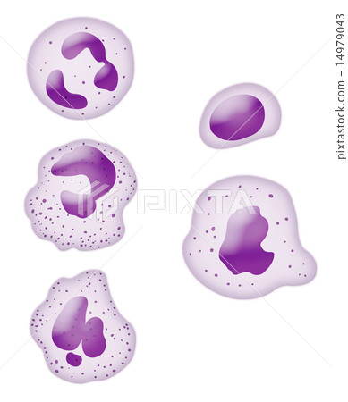 White blood cell 14979043