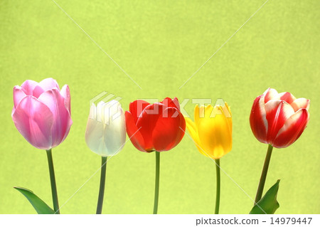 Tulip 14979447