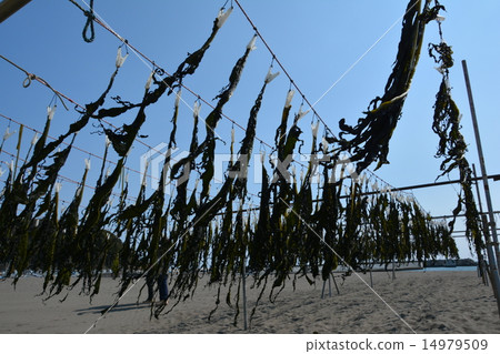 裙帶菜海藻在風中 14979509