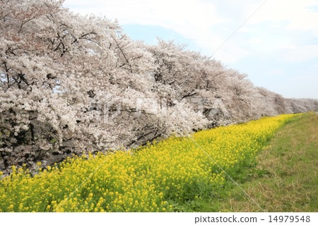 櫻花盛開，油菜花盛開 14979548