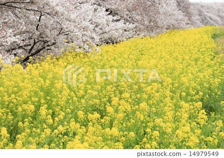 櫻花盛開，油菜花盛開 14979549