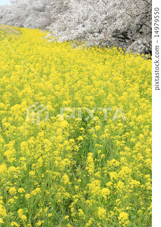 櫻花盛開，油菜花盛開 14979550