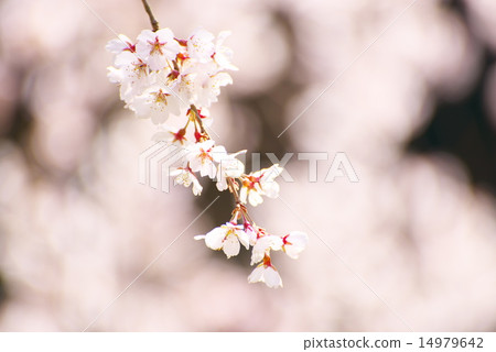 紗櫻花（shinarazakura） 14979642