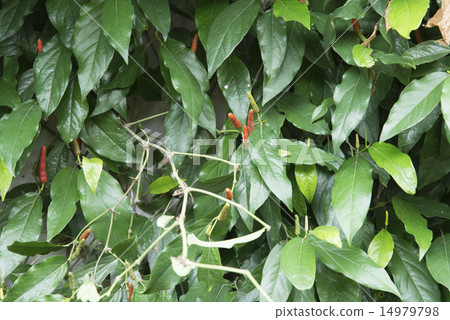 Affiliation 14979798