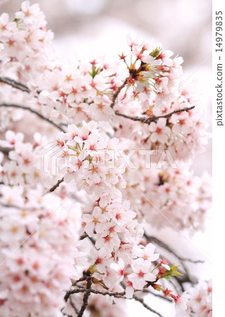 Cherry blossoms (Somei Yoshino) 14979835