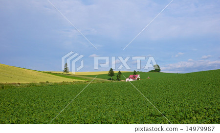 Red roof house 14979987
