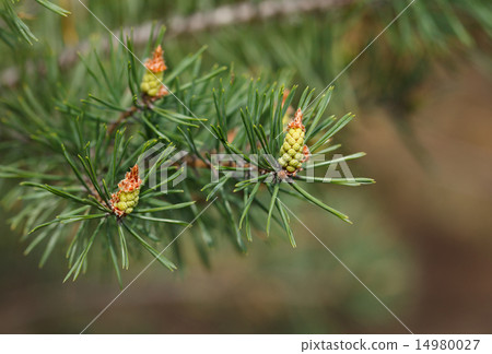 Tree strobiles Tree strobiles 14980027