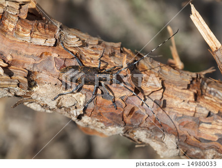 Longhorn beetle from above view 14980033