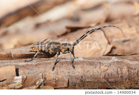 Profile of beetle with long antennae 14980034
