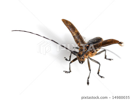 Beetle ready to fly 14980035