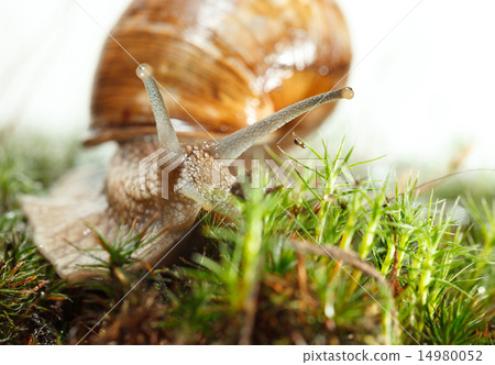 Macro of escargot in moss Macro of escargot in moss 14980052
