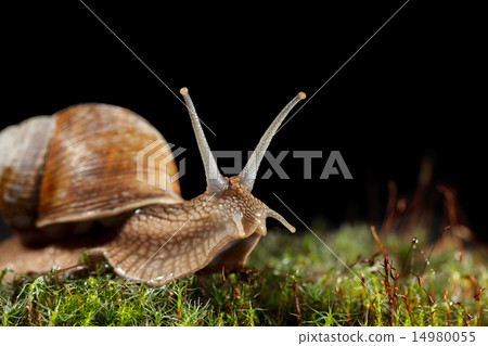 Macro of garden snail in moss 14980055