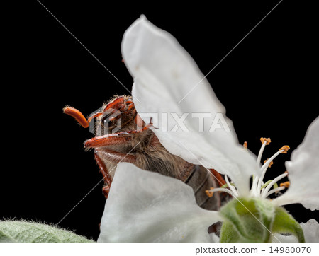 Maybug and fruit-tree flower 14980070
