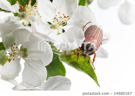 beetle in orchard 14980167