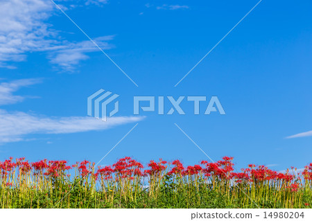 Early morning starfish 14980204