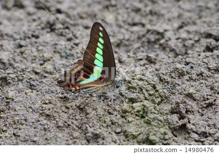 Aosiagehaha 14980476