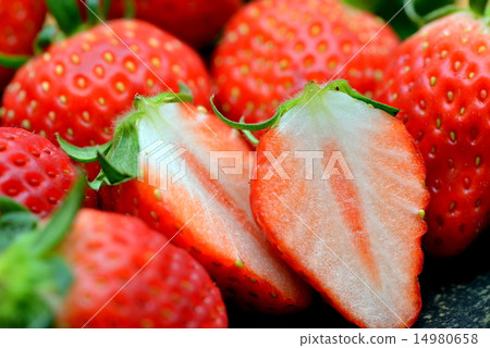 Echigo Hime 14980658