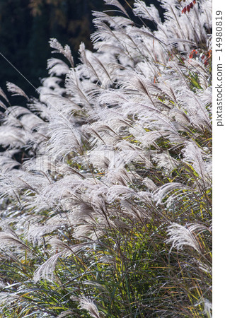 Susuki no Hashi Susuki Susuki 14980819