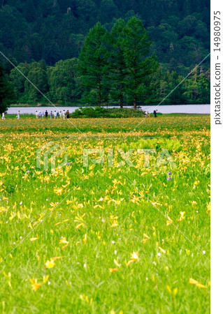 Oika marsh and Ozenuma blooming Nikkokusge 14980975