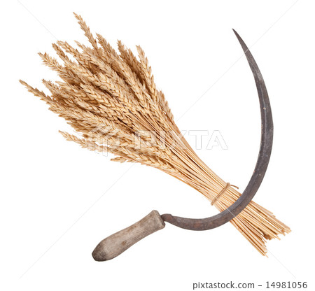 Sheaf of wheat and sickle 14981056