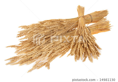 Sheaves of wheat 14981130