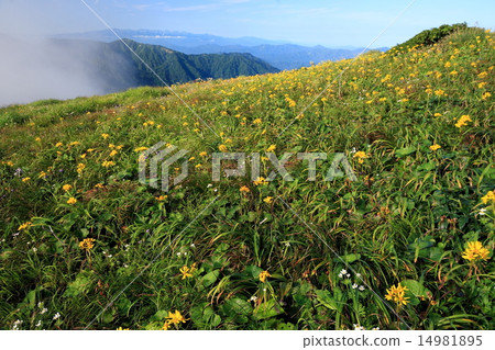 Flower garden near the Asahi mountain peak · Mt. Daigaku and the Iide Fengni mountains direction Distant view Flower garden near the Asahi mountain peak · Mt. Daigaku and the Iide Fengni mountains direction Distant view 14981895