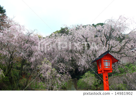 Adachi mountain Cherry blossom at Myomiya 14981902