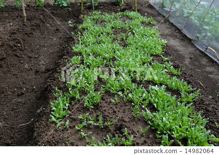 Early spring's home garden fresh green bud 14982064