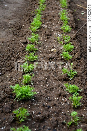 Early spring's home garden fresh green bud Early spring's home garden fresh green bud 14982066