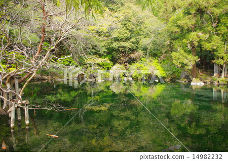 一個池塘 14982232