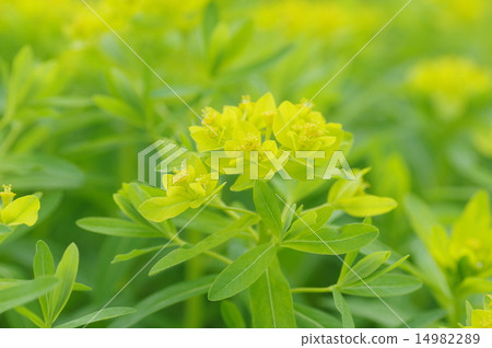 Noursie Noursie 14982289