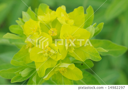 Noursie Noursie 14982297