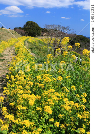 母親農場，強姦花山 14982351