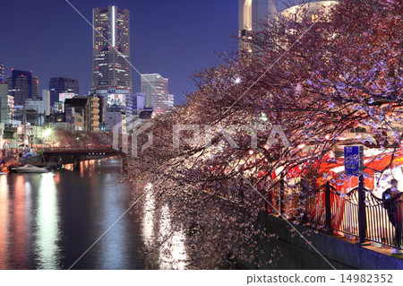 橫濱大岡河夜櫻花 14982352