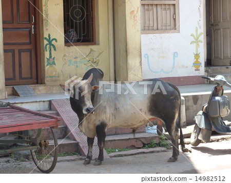Indian cattle 14982512