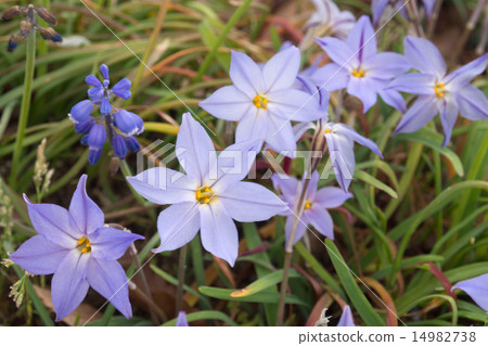 哈納花花 哈納花花 14982738