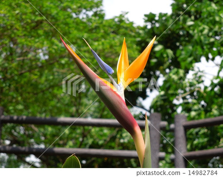 Strelitia(天堂花束) Strelitia(天堂花束) 14982784