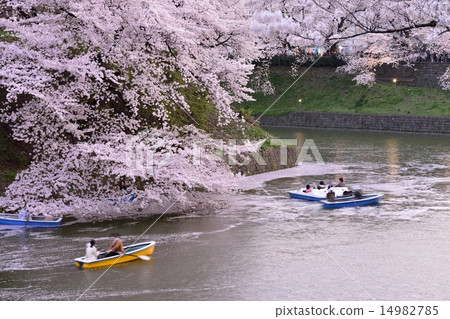 Sakura Chidoriguchi晚上 14982785