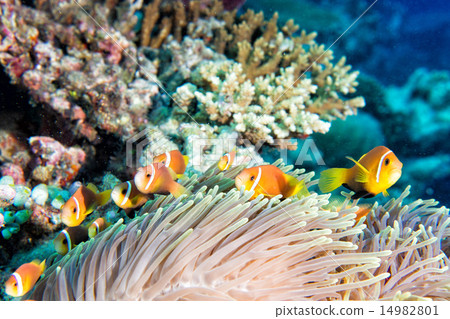Clown fish in anemone 14982801