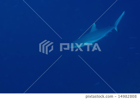 Grey shark jaws ready to attack underwater 14982808