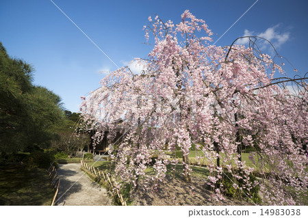 城南宮常青櫻桃樹 14983038