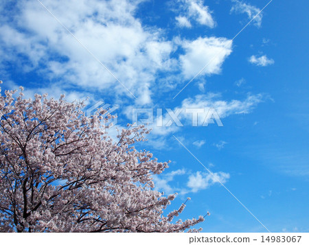 Sakura and sky 14983067