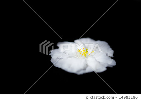 櫻桃花瓣 櫻桃花瓣 14983180