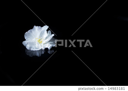 櫻桃花瓣 14983181