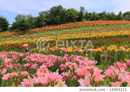 Ota Yoshizawa Yuri no Sato Ota Yoshizawa Yuri no Sato 14983221