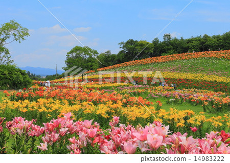 Ota Yoshizawa Yuri no Sato 14983222