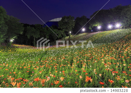 所澤的百合 所澤的百合 14983228