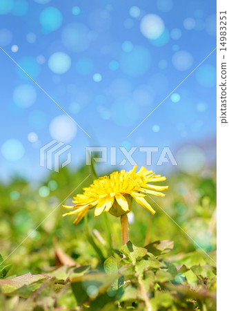 蒲公英特寫鏡頭/溫暖的春天訪問 14983251