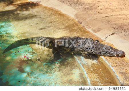 Crocodile in park at Tenerife Canary Crocodile in park at Tenerife Canary 14983551