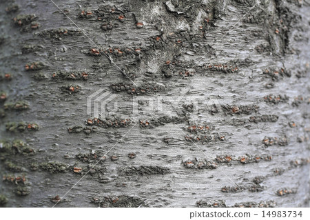 櫻桃樹皮 櫻桃樹皮 14983734